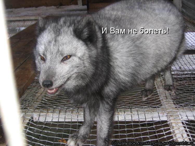 И Вам не болеть!... Котоматрица: И Вам не болеть!