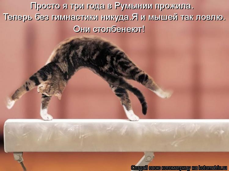 Просто я три года в Румынии прожила. Теперь без гимнастики никуда.Я и мышей так ловлю. Они столбенеют... Котоматрица: Просто я три года в Румынии прожила. Теперь без гимнастики никуда.Я и мышей так ловлю. Они столбенеют!