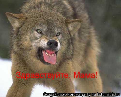 Здравствуйте, Мама!... Котоматрица: Здравствуйте, Мама!