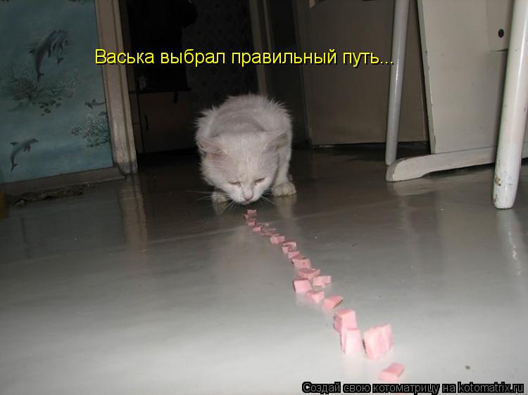 Васька выбрал правильный путь...... Котоматрица: Васька выбрал правильный путь...