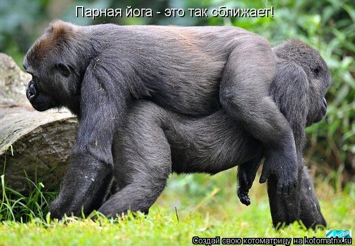 Парная йога - это так сближает!... Котоматрица: Парная йога - это так сближает!