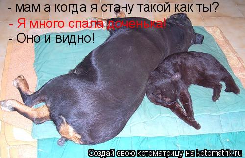 - мам а когда я стану такой как ты? - Я много спала доченька! - Оно и видно!... Котоматрица: - мам а когда я стану такой как ты? - Я много спала доченька! - Оно и видно!