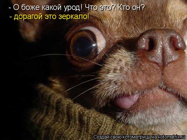 - О боже какой урод! Что это? Кто он? - дорагой это зеркало! - дорагой это зеркало!... Котоматрица: - О боже какой урод! Что это? Кто он? - дорагой это зеркало! - дорагой это зеркало!