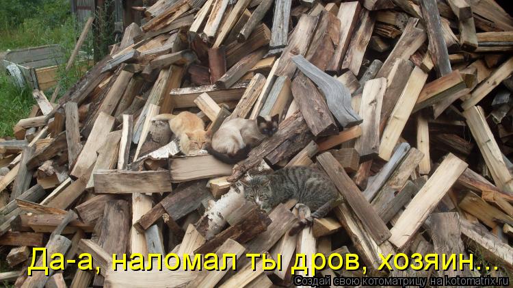 Да-а, наломал ты дров, хозяин...... Котоматрица: Да-а, наломал ты дров, хозяин...