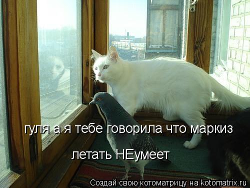 гуля а я тебе говорила что маркиз летать НЕумеет... Котоматрица: гуля а я тебе говорила что маркиз летать НЕумеет
