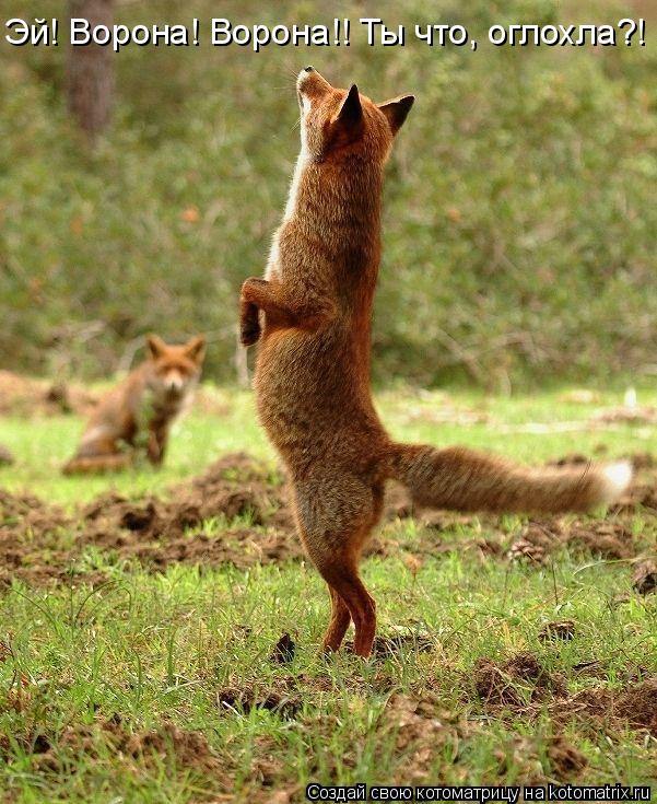 Эй! Ворона! Ворона!! Ты что, оглохла?!... Котоматрица: Эй! Ворона! Ворона!! Ты что, оглохла?!
