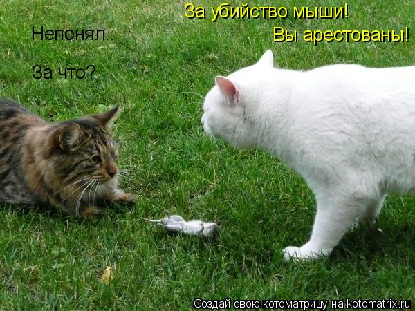 Вы арестованы! За что? За убийство мыши! Непонял..... Котоматрица: Вы арестованы! За что? За убийство мыши! Непонял..