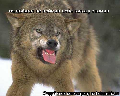 не поймал не поймал себе голову сломал... Котоматрица: не поймал не поймал себе голову сломал