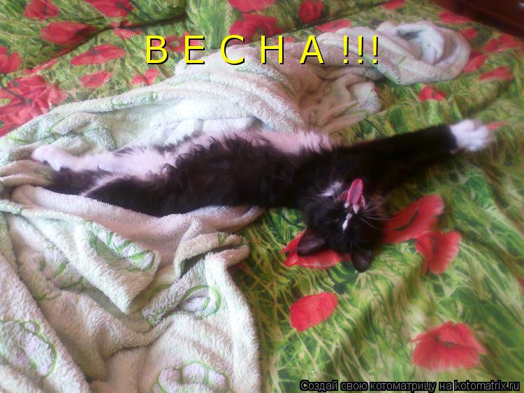 В Е С Н А !!!... Котоматрица: В Е С Н А !!!