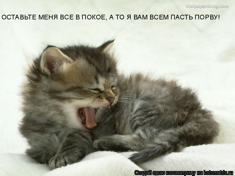 ОСТАВЬТЕ МЕНЯ ВСЕ В ПОКОЕ, А ТО Я ВАМ ВСЕМ ПАСТЬ ПОРВУ!... Котоматрица: ОСТАВЬТЕ МЕНЯ ВСЕ В ПОКОЕ, А ТО Я ВАМ ВСЕМ ПАСТЬ ПОРВУ!