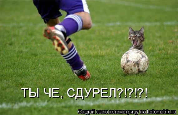 ТЫ ЧЕ, СДУРЕЛ?!?!?!... Котоматрица: ТЫ ЧЕ, СДУРЕЛ?!?!?!