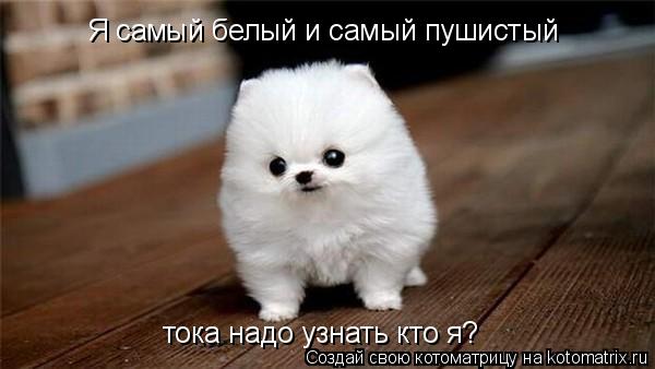 Я самый белый и самый пушистый тока надо узнать кто я?... Котоматрица: Я самый белый и самый пушистый тока надо узнать кто я?