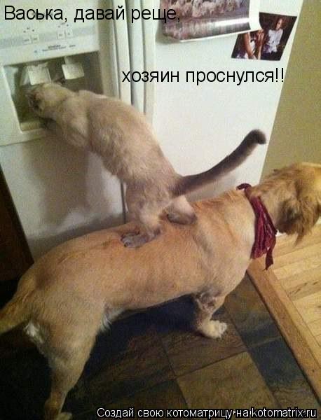 Васька, давай реще, хозяин проснулся!!... Котоматрица: Васька, давай реще, хозяин проснулся!!