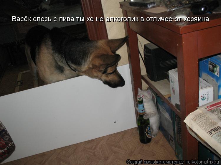Васёк слезь с пива ты хе не алкоголик в отличее от хозяина... Котоматрица: Васёк слезь с пива ты хе не алкоголик в отличее от хозяина
