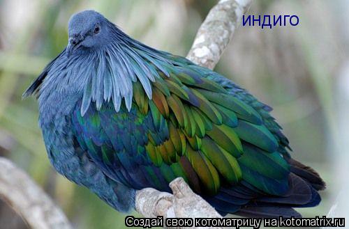 индиго... Котоматрица: индиго
