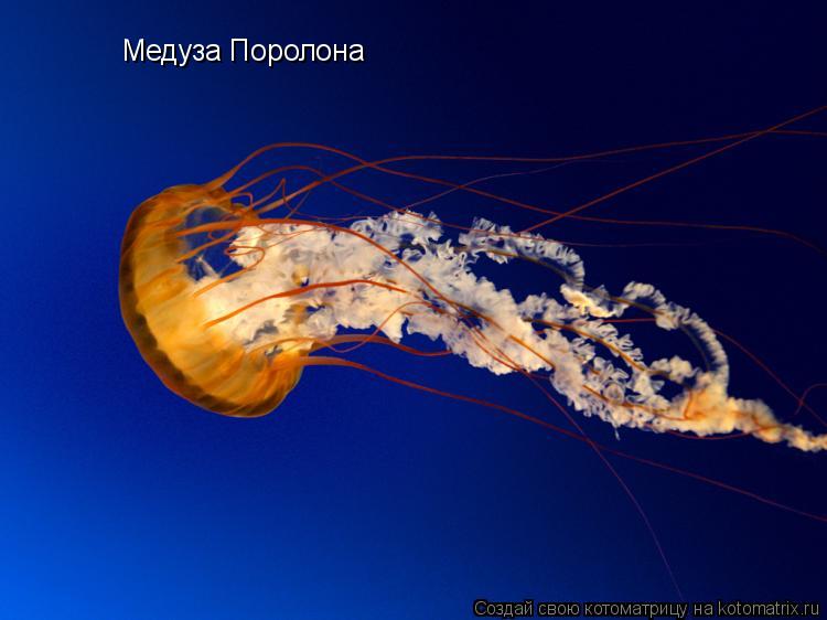 Медуза Поролона... Котоматрица: Медуза Поролона