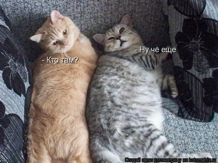 - Кто там? - Ну чё еще... Котоматрица: - Кто там? - Ну чё еще