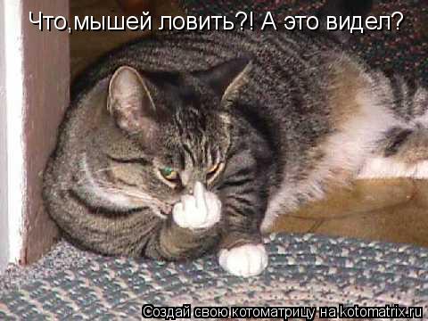 Что,мышей ловить?! А это видел?... Котоматрица: Что,мышей ловить?! А это видел?