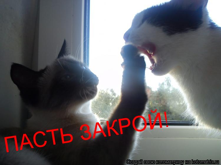 ПАСТЬ ЗАКРОЙ!... Котоматрица: ПАСТЬ ЗАКРОЙ!