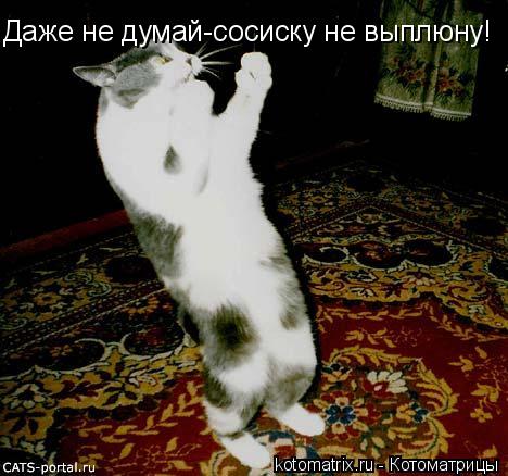 Даже не думай-сосиску не выплюну!... Котоматрица: Даже не думай-сосиску не выплюну!