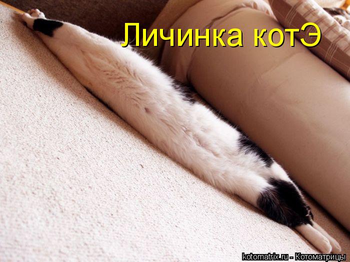 Личинка котЭ... Котоматрица: Личинка котЭ