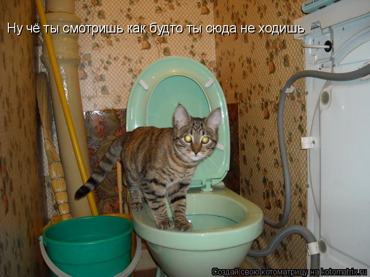 Ну чё ты смотришь как будто ты сюда не ходишь... Котоматрица: Ну чё ты смотришь как будто ты сюда не ходишь