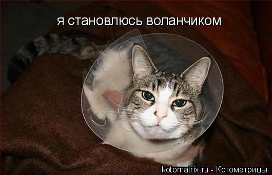 я становлюсь воланчиком... Котоматрица: я становлюсь воланчиком