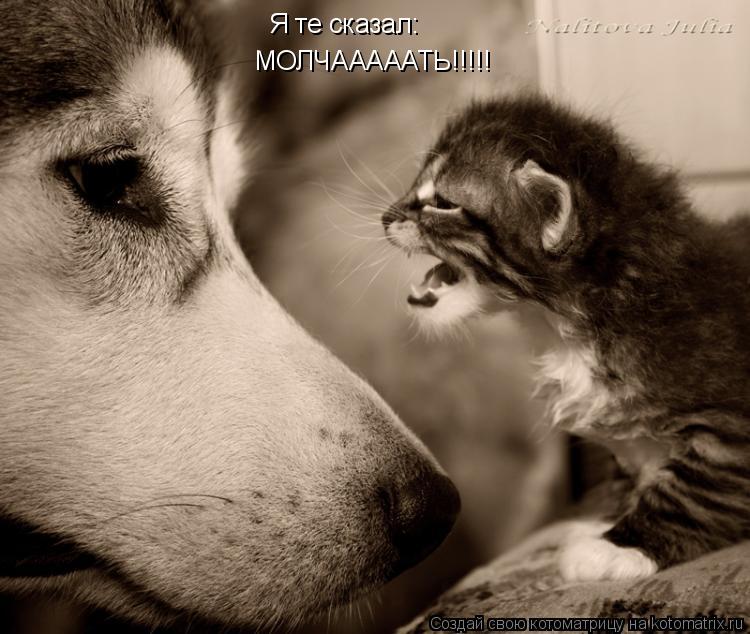 Я те сказал: МОЛЧАААААТЬ!!!!!... Котоматрица: Я те сказал: МОЛЧАААААТЬ!!!!!