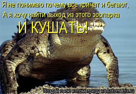Я не понимаю почему все кричат и бегают, А я хочу найти выход из этого зоопарка И КУШАТЬ!... Котоматрица: Я не понимаю почему все кричат и бегают, А я хочу найти выход из этого зоопарка И КУШАТЬ!