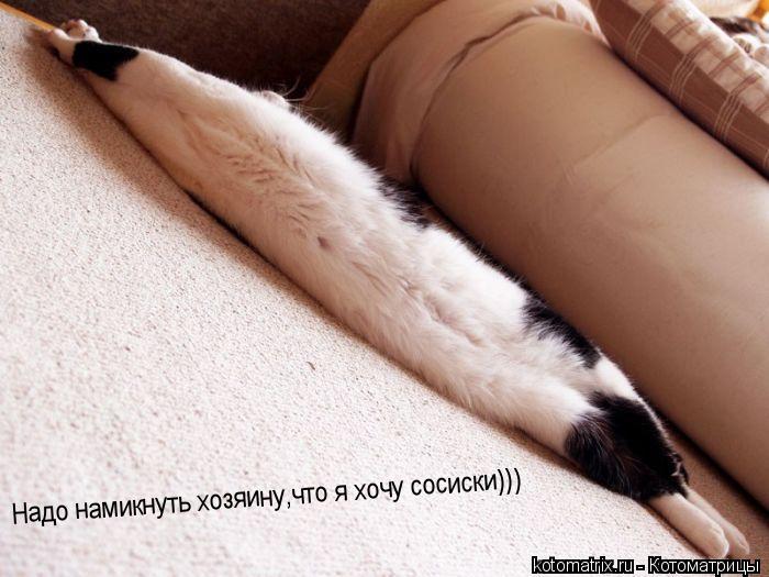 Надо намикнуть хозяину,что я хочу сосиски)))... Котоматрица: Надо намикнуть хозяину,что я хочу сосиски)))