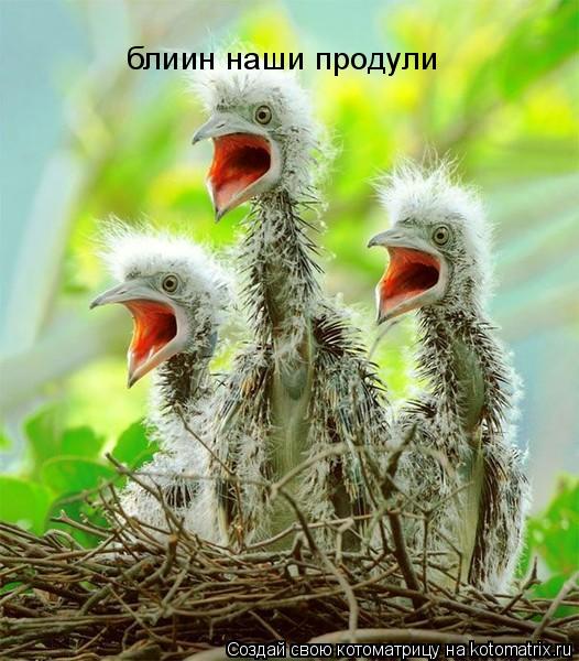 блиин наши продули... Котоматрица: блиин наши продули