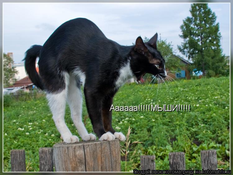 Аааааа!!!!!МЫШИ!!!!!... Котоматрица: Аааааа!!!!!МЫШИ!!!!!
