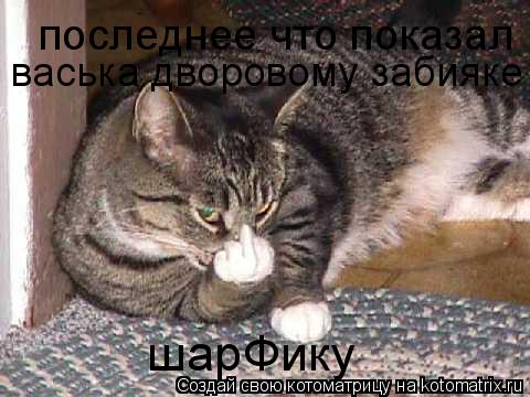 последнее что показал васька дворовому забияке шарФику... Котоматрица: последнее что показал васька дворовому забияке шарФику