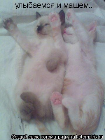 улыбаемся и машем...... Котоматрица: улыбаемся и машем...