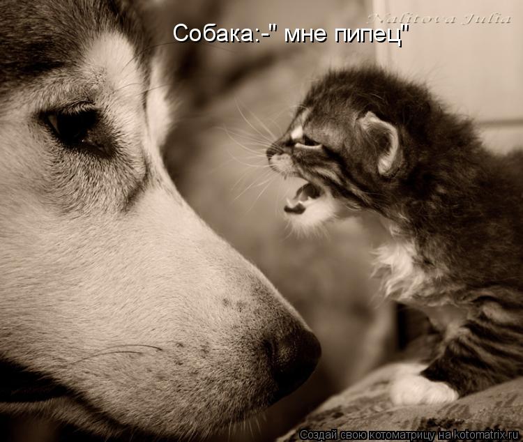 Собака:-" мне пипец"... Котоматрица: Собака:-" мне пипец"