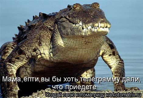 Мама,ёпти,вы бы хоть телеграмму дали, что приедете... Котоматрица: Мама,ёпти,вы бы хоть телеграмму дали, что приедете