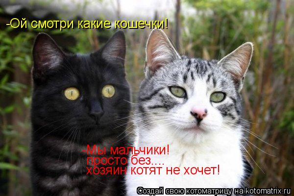 -Ой смотри какие кошечки! -Мы мальчики! просто без.... хозяин котят не хочет!... Котоматрица: -Ой смотри какие кошечки! -Мы мальчики! просто без.... хозяин котят не хочет!