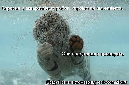 Спросил у аквариумных рыбок, хорошо ли им живется... Они предложили проверить... Котоматрица: Спросил у аквариумных рыбок, хорошо ли им живется... Они предложили проверить