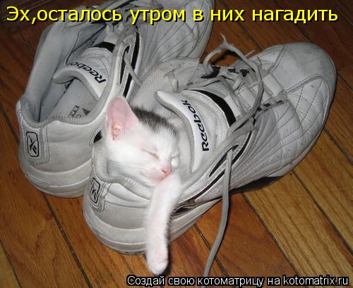 Эх,осталось утром в них нагадить... Котоматрица: Эх,осталось утром в них нагадить