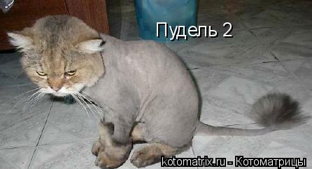 Пудель 2... Котоматрица: Пудель 2
