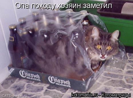 Опа походу хозяин заметил... Котоматрица: Опа походу хозяин заметил