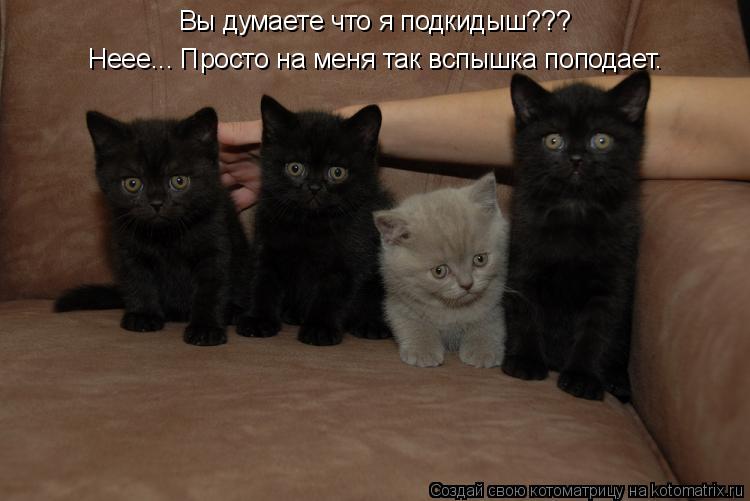 Неее... Просто на меня так вспышка поподает. Вы думаете что я подкидыш???... Котоматрица: Неее... Просто на меня так вспышка поподает. Вы думаете что я подкидыш???