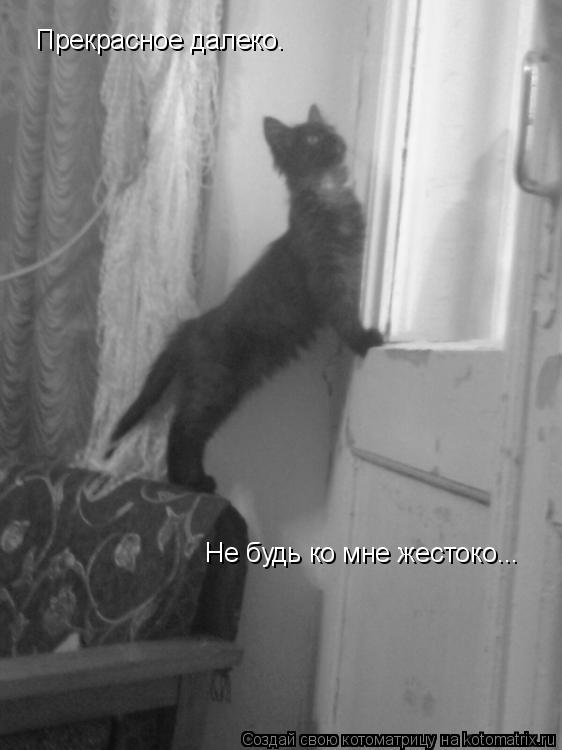 Прекрасное далеко. ... Котоматрица: Прекрасное далеко.