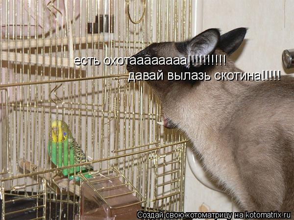 есть охотаааааааа!!!!!!!!!! давай вылазь скотина!!!!!... Котоматрица: есть охотаааааааа!!!!!!!!!! давай вылазь скотина!!!!!