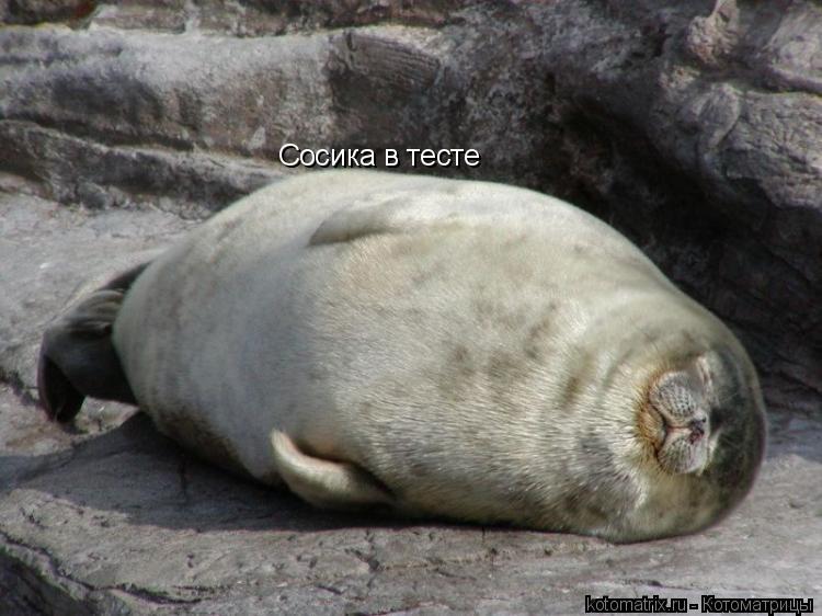 Сосика в тесте... Котоматрица: Сосика в тесте