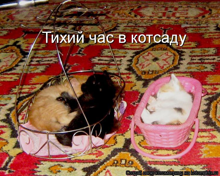 Тихий час в котсаду... Котоматрица: Тихий час в котсаду