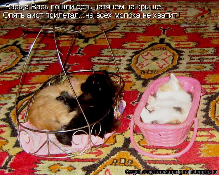 Вась,а Вась пошли сеть натянем на крыше. Опять аист прилетал...на всех молока не хватит !... Котоматрица: Вась,а Вась пошли сеть натянем на крыше. Опять аист прилетал...на всех молока не хватит !