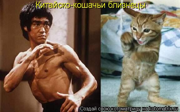 Китайско-кошачьи близнецы... Котоматрица: Китайско-кошачьи близнецы