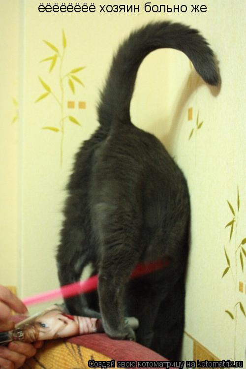 ёёёёёёёё хозяин больно же... Котоматрица: ёёёёёёёё хозяин больно же