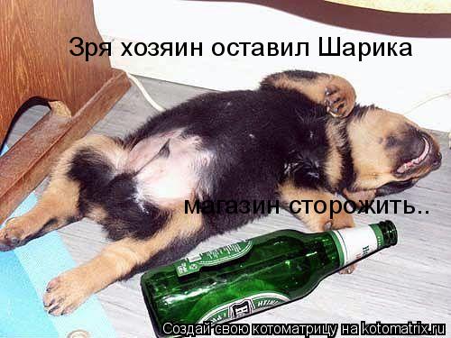 Зря хозяин оставил Шарика магазин сторожить..... Котоматрица: Зря хозяин оставил Шарика магазин сторожить..